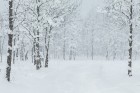 Travelnews.lv izbauda ziemas priekus Limbažu Lielezera dabas takā 11