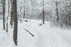Travelnews.lv izbauda ziemas priekus Limbažu Lielezera dabas takā 14