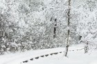 Travelnews.lv izbauda ziemas priekus Limbažu Lielezera dabas takā 18