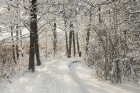 Travelnews.lv izbauda ziemas priekus Limbažu Lielezera dabas takā 25