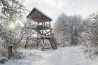Travelnews.lv izbauda ziemas priekus Limbažu Lielezera dabas takā 26