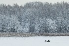 Travelnews.lv izbauda ziemas priekus Limbažu Lielezera dabas takā 37