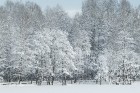 Travelnews.lv izbauda ziemas priekus Limbažu Lielezera dabas takā 29