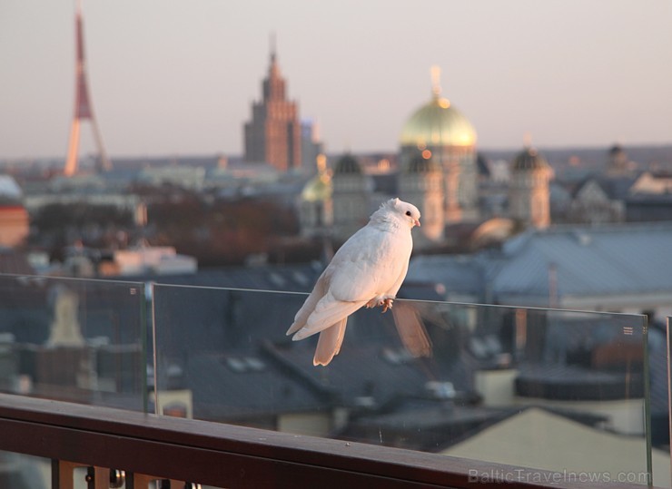 Ceļojumu tehnoloģiju uzņēmums «Travelport Baltija» pirmajā pavasara dienā, 1.03.2016, aplaimo biznesa sievietes ar šokolādes pasauli Ceļojumu tehnoloģiju uzņēmums «Travelport Baltija» pirmajā pavasara dienā, 1.03.2016, aplaimo biznesa sievietes ar šokolādes pasauli 169766