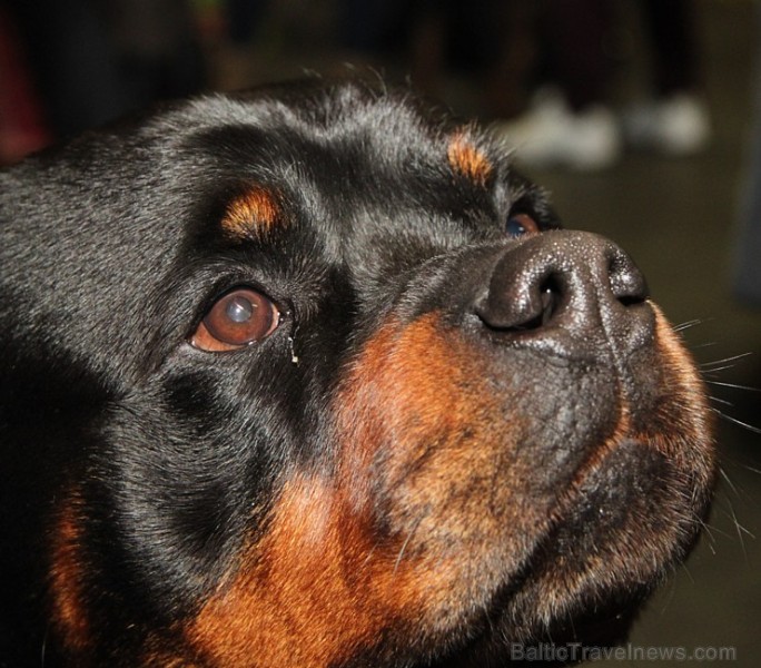 Ķīpsalā kupls apmeklētāju skaits divas dienas pulcējas lielākā mājdzīvnieku izstādē Baltijā «PetExpo 2016» Ķīpsalā kupls apmeklētāju skaits divas dienas pulcējas lielākā mājdzīvnieku izstādē Baltijā «PetExpo 2016» 170837