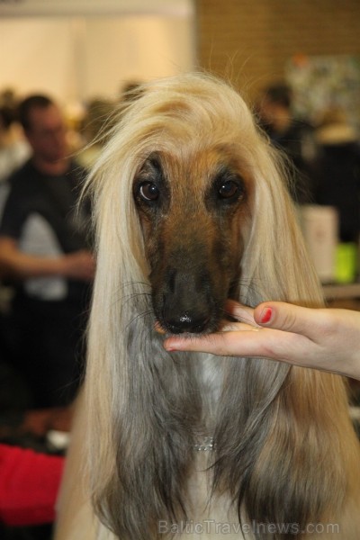 Ķīpsalā kupls apmeklētāju skaits divas dienas pulcējas lielākā mājdzīvnieku izstādē Baltijā «PetExpo 2016» Ķīpsalā kupls apmeklētāju skaits divas dienas pulcējas lielākā mājdzīvnieku izstādē Baltijā «PetExpo 2016» 170840