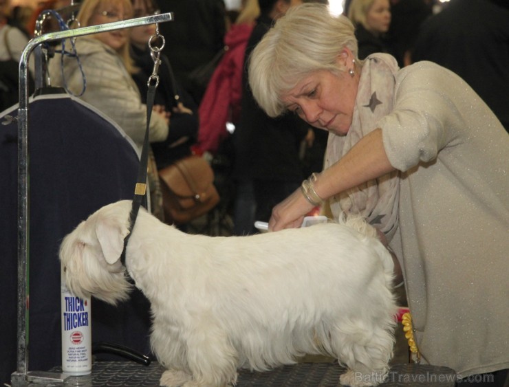 Ķīpsalā kupls apmeklētāju skaits divas dienas pulcējas lielākā mājdzīvnieku izstādē Baltijā «PetExpo 2016» Ķīpsalā kupls apmeklētāju skaits divas dienas pulcējas lielākā mājdzīvnieku izstādē Baltijā «PetExpo 2016» 170846