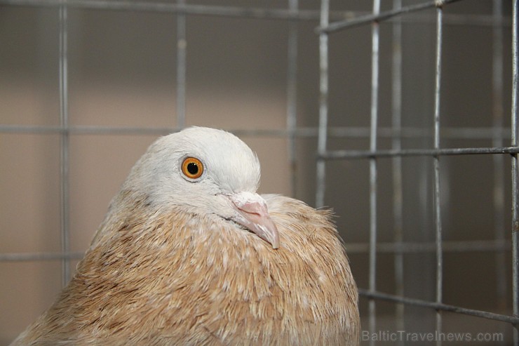 Ķīpsalā kupls apmeklētāju skaits divas dienas pulcējas lielākā mājdzīvnieku izstādē Baltijā «PetExpo 2016» Ķīpsalā kupls apmeklētāju skaits divas dienas pulcējas lielākā mājdzīvnieku izstādē Baltijā «PetExpo 2016» 170850