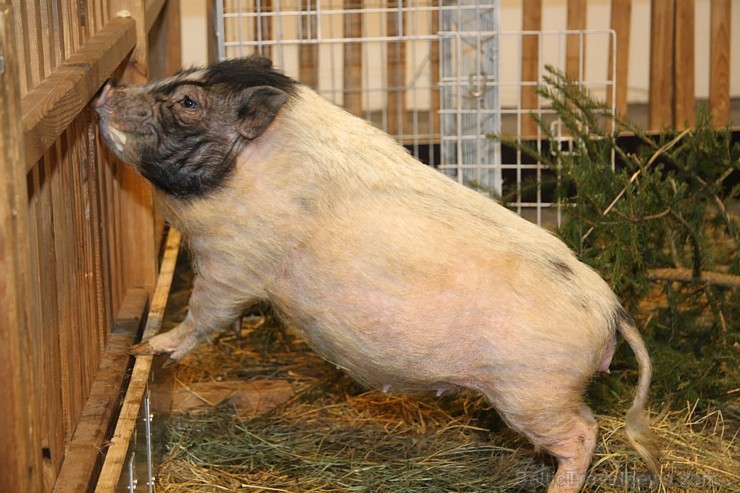 Ķīpsalā kupls apmeklētāju skaits divas dienas pulcējas lielākā mājdzīvnieku izstādē Baltijā «PetExpo 2016» Ķīpsalā kupls apmeklētāju skaits divas dienas pulcējas lielākā mājdzīvnieku izstādē Baltijā «PetExpo 2016» 170853