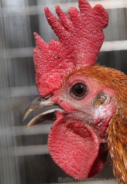 Ķīpsalā kupls apmeklētāju skaits divas dienas pulcējas lielākā mājdzīvnieku izstādē Baltijā «PetExpo 2016» Ķīpsalā kupls apmeklētāju skaits divas dienas pulcējas lielākā mājdzīvnieku izstādē Baltijā «PetExpo 2016» 170856