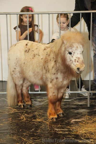 Ķīpsalā kupls apmeklētāju skaits divas dienas pulcējas lielākā mājdzīvnieku izstādē Baltijā «PetExpo 2016» Ķīpsalā kupls apmeklētāju skaits divas dienas pulcējas lielākā mājdzīvnieku izstādē Baltijā «PetExpo 2016» 170858