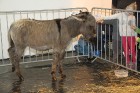 Ķīpsalā kupls apmeklētāju skaits divas dienas pulcējas lielākā mājdzīvnieku izstādē Baltijā  «PetExpo 2016» 45