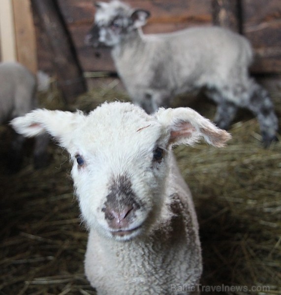 Travelnews.lv redakcija viesojas Latgales zemnieka sētā pie aitām un pavasara jēriem 171133