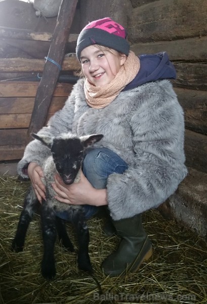 Travelnews.lv redakcija viesojas Latgales zemnieka sētā pie aitām un pavasara jēriem 171140