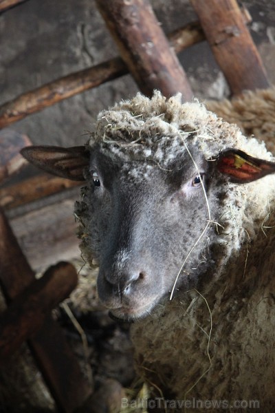 Travelnews.lv redakcija viesojas Latgales zemnieka sētā pie aitām un pavasara jēriem 171141