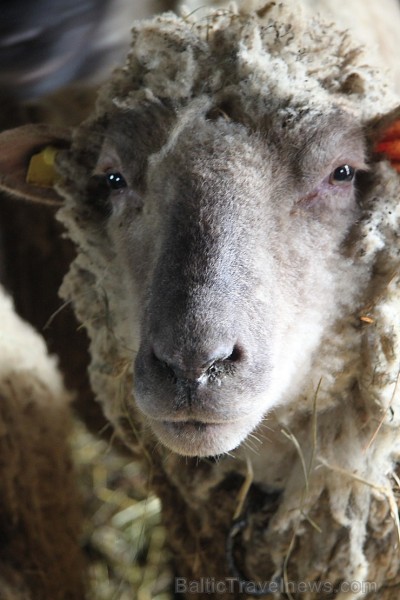 Travelnews.lv redakcija viesojas Latgales zemnieka sētā pie aitām un pavasara jēriem 171142