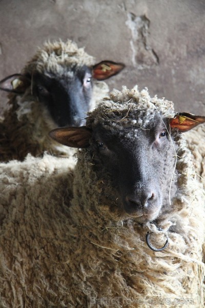Travelnews.lv redakcija viesojas Latgales zemnieka sētā pie aitām un pavasara jēriem 171143