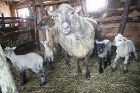 Travelnews.lv redakcija viesojas Latgales zemnieka sētā pie aitām un pavasara jēriem 1