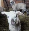Travelnews.lv redakcija viesojas Latgales zemnieka sētā pie aitām un pavasara jēriem 3