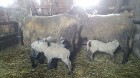 Travelnews.lv redakcija viesojas Latgales zemnieka sētā pie aitām un pavasara jēriem 4