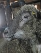 Travelnews.lv redakcija viesojas Latgales zemnieka sētā pie aitām un pavasara jēriem 6