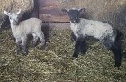 Travelnews.lv redakcija viesojas Latgales zemnieka sētā pie aitām un pavasara jēriem 7