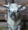 Travelnews.lv redakcija viesojas Latgales zemnieka sētā pie aitām un pavasara jēriem 8
