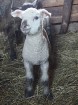 Travelnews.lv redakcija viesojas Latgales zemnieka sētā pie aitām un pavasara jēriem 9