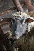 Travelnews.lv redakcija viesojas Latgales zemnieka sētā pie aitām un pavasara jēriem 11