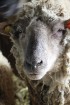 Travelnews.lv redakcija viesojas Latgales zemnieka sētā pie aitām un pavasara jēriem 12