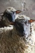 Travelnews.lv redakcija viesojas Latgales zemnieka sētā pie aitām un pavasara jēriem 13