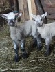 Travelnews.lv redakcija viesojas Latgales zemnieka sētā pie aitām un pavasara jēriem 14