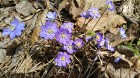 Pavasara saulīte vilina atpūtniekus un aktīvā dzīvesveida piekritējus Ogres Zilajos kalnos 12