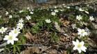 Pavasara saulīte vilina atpūtniekus un aktīvā dzīvesveida piekritējus Ogres Zilajos kalnos 15