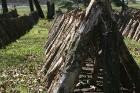 Travelnews.lv apskata Skrundas novada Šitaki sēņu audzētavu 