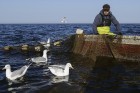 Travelnews.lv kopā ar zvejniekiem dodas reņģu zvejā 13
