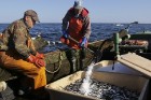 Travelnews.lv kopā ar zvejniekiem dodas reņģu zvejā 21