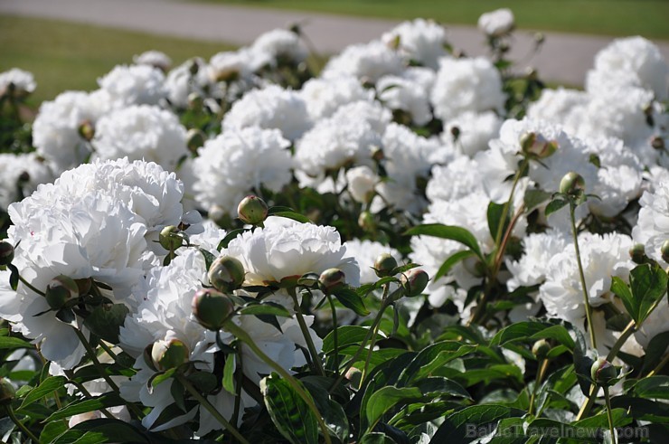 Nacionālajā botāniskajā dārzā krāšņi uzziedējusi peoniju kolekcija. Pavisam tajā atrodas vairāk nekā 140 šķirnes, kas apbur ar krāsām, formām un smarž 176287
