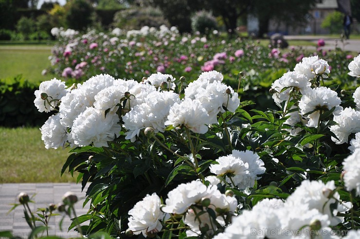 Nacionālajā botāniskajā dārzā krāšņi uzziedējusi peoniju kolekcija. Pavisam tajā atrodas vairāk nekā 140 šķirnes, kas apbur ar krāsām, formām un smarž 176288