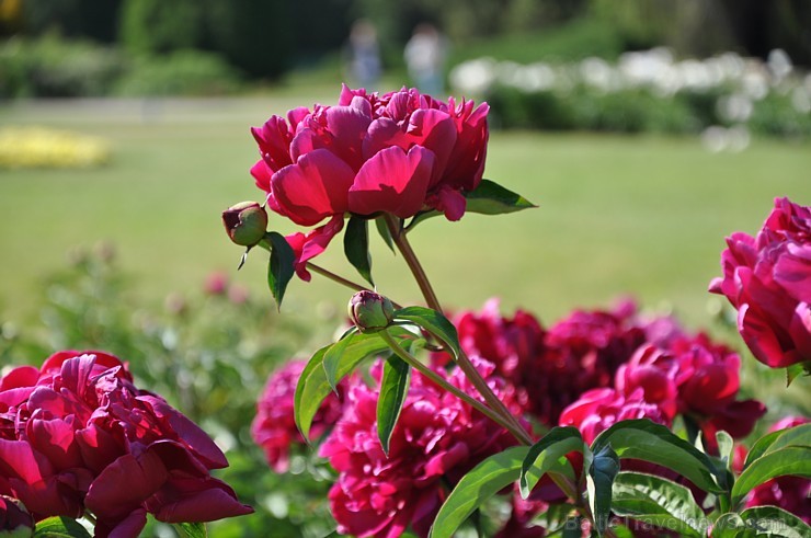 Nacionālajā botāniskajā dārzā krāšņi uzziedējusi peoniju kolekcija. Pavisam tajā atrodas vairāk nekā 140 šķirnes, kas apbur ar krāsām, formām un smarž 176289