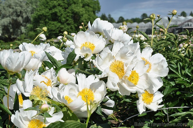 Nacionālajā botāniskajā dārzā krāšņi uzziedējusi peoniju kolekcija. Pavisam tajā atrodas vairāk nekā 140 šķirnes, kas apbur ar krāsām, formām un smarž 176290