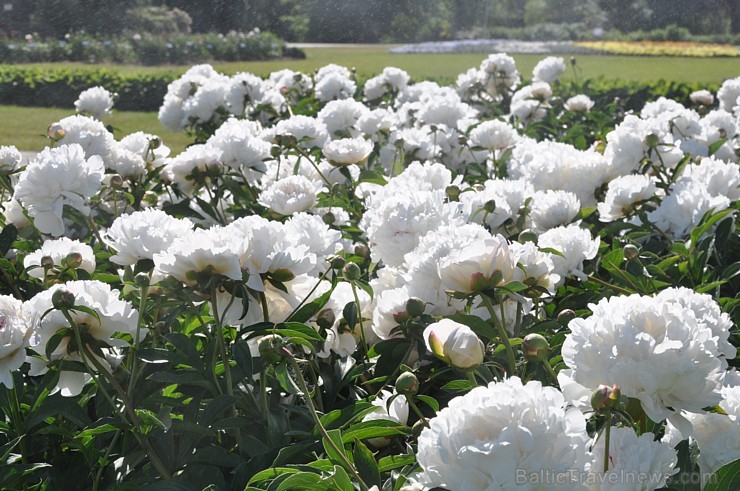 Nacionālajā botāniskajā dārzā krāšņi uzziedējusi peoniju kolekcija. Pavisam tajā atrodas vairāk nekā 140 šķirnes, kas apbur ar krāsām, formām un smarž 176295