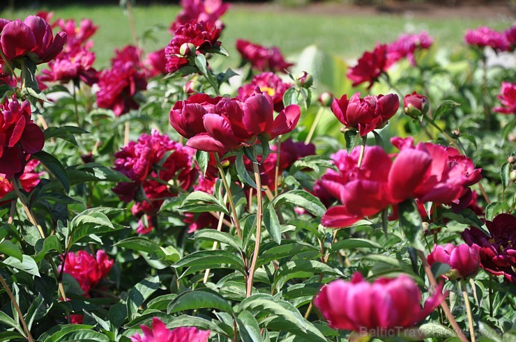 Nacionālajā botāniskajā dārzā krāšņi uzziedējusi peoniju kolekcija. Pavisam tajā atrodas vairāk nekā 140 šķirnes, kas apbur ar krāsām, formām un smarž 176298