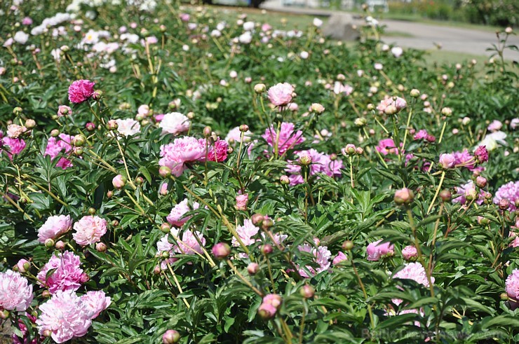 Nacionālajā botāniskajā dārzā krāšņi uzziedējusi peoniju kolekcija. Pavisam tajā atrodas vairāk nekā 140 šķirnes, kas apbur ar krāsām, formām un smarž 176299