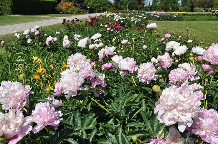 Nacionālajā botāniskajā dārzā krāšņi uzziedējusi peoniju kolekcija. Pavisam tajā atrodas vairāk nekā 140 šķirnes, kas apbur ar krāsām, formām un smarž 176301