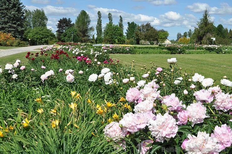Nacionālajā botāniskajā dārzā krāšņi uzziedējusi peoniju kolekcija. Pavisam tajā atrodas vairāk nekā 140 šķirnes, kas apbur ar krāsām, formām un smarž 176302
