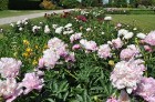 Nacionālajā botāniskajā dārzā krāšņi uzziedējusi peoniju kolekcija. Pavisam tajā atrodas vairāk nekā 140 šķirnes, kas apbur ar krāsām, formām un smarž 17
