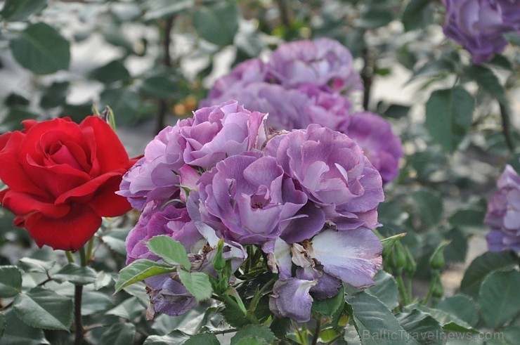 Nacionālajā botāniskajā dārzā Salaspilī pilnā sparā rit rožu ziedēšanas laiks un ikviens pašu acīm var izbaudīt vasaras ziedošo krāšņumu 178594