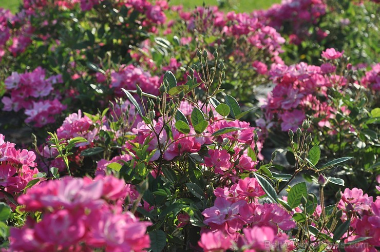 Nacionālajā botāniskajā dārzā Salaspilī pilnā sparā rit rožu ziedēšanas laiks un ikviens pašu acīm var izbaudīt vasaras ziedošo krāšņumu 178595