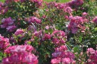 Nacionālajā botāniskajā dārzā Salaspilī pilnā sparā rit rožu ziedēšanas laiks un ikviens pašu acīm var izbaudīt vasaras ziedošo krāšņumu 4